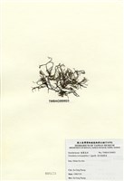 藏品(傘房龍鬚菜)的圖片